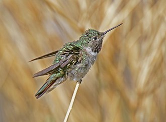 Green hummingbird on a stick