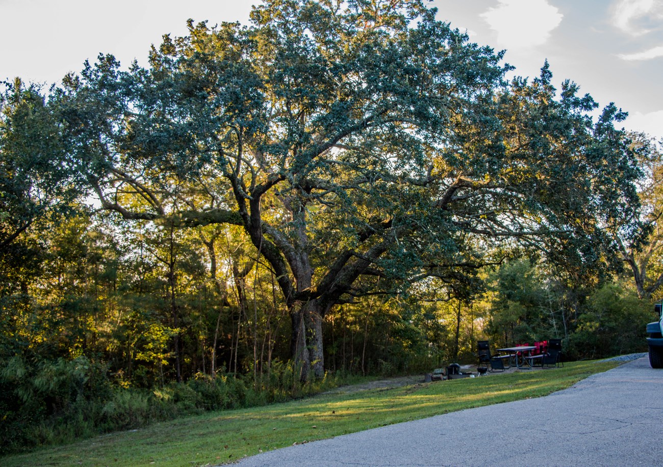 A large oak tree tree grows in a campground, surrounded by other smaller trees.