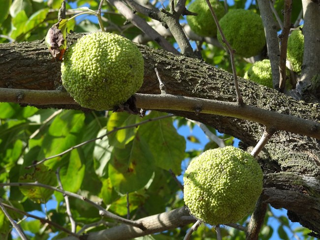 osage apple fruit