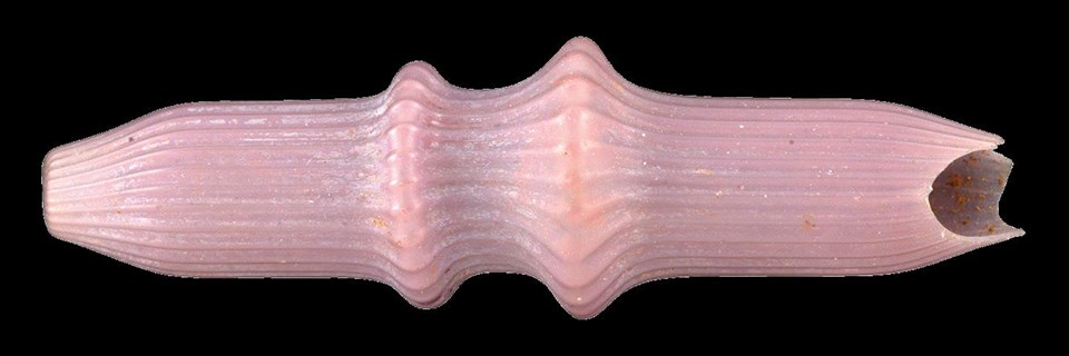 Side view of a delicate pink bead with a raised decoration.