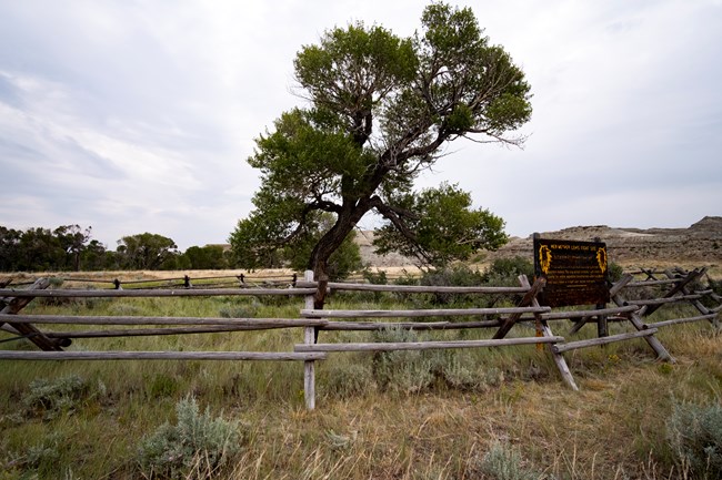 trees and fence