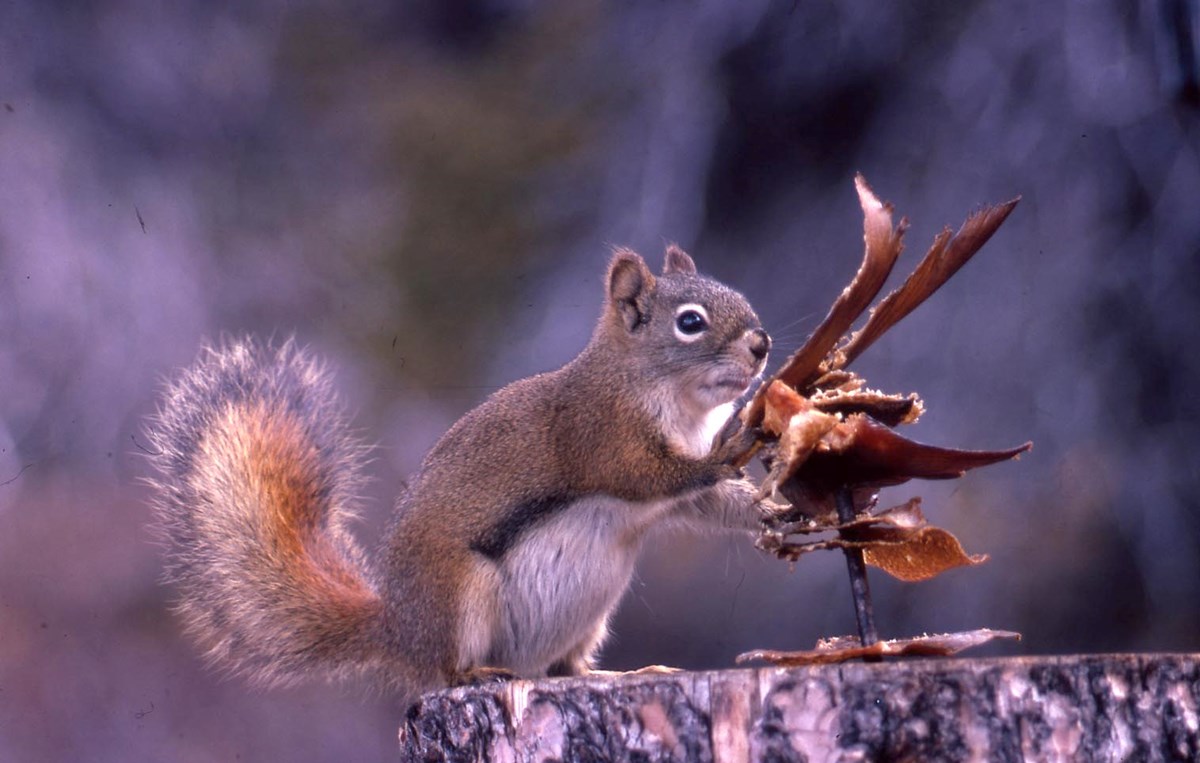 Northern red squirrel taken by Richard Proenneke 1975
