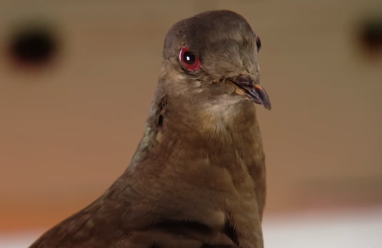 1075 carrier pigeon