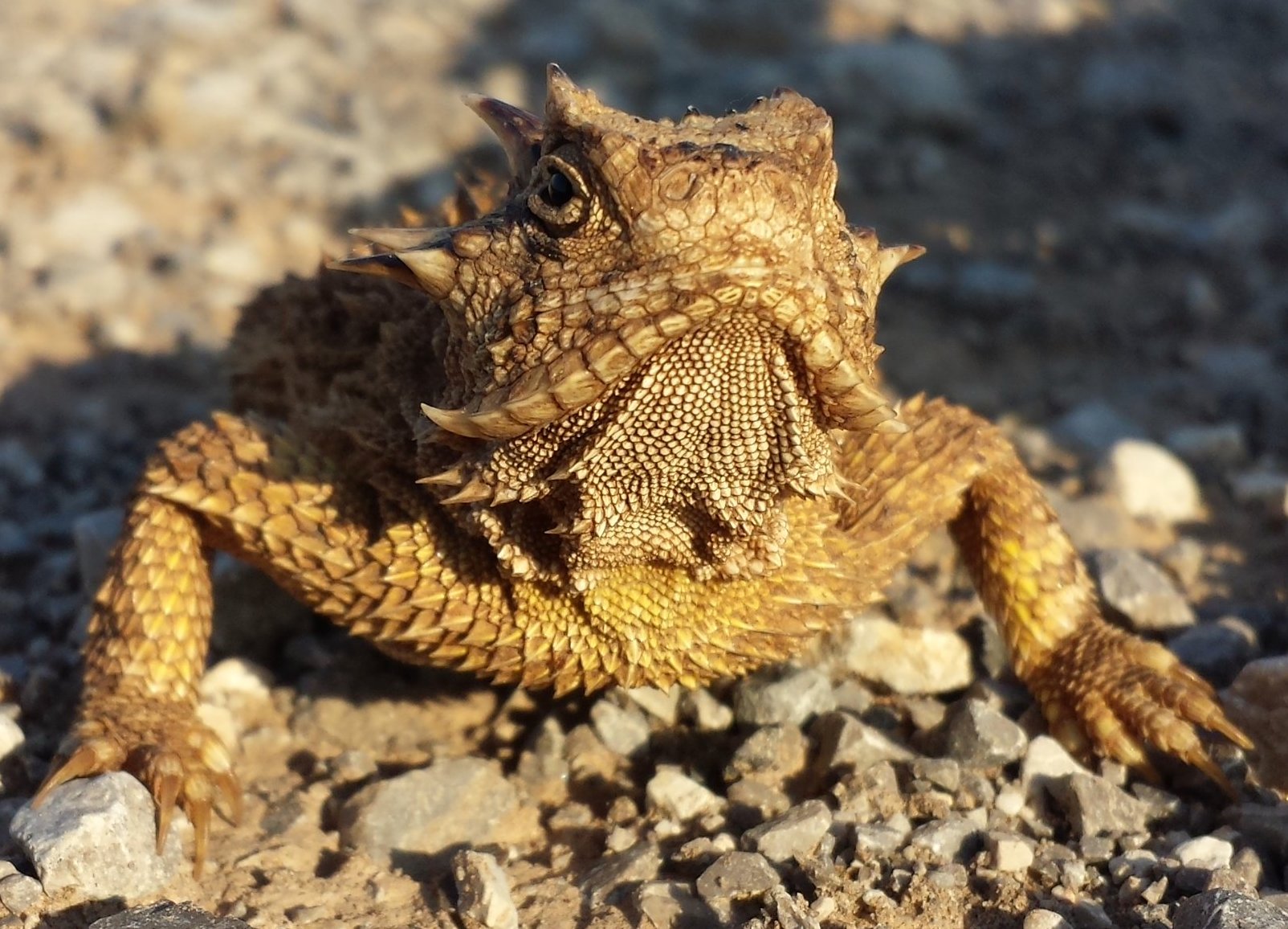 horned toad/lizard. 