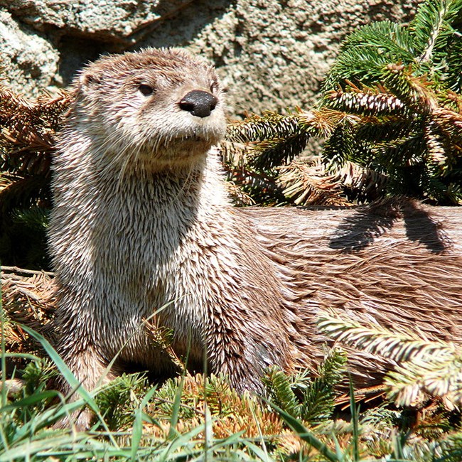 1095 river otter