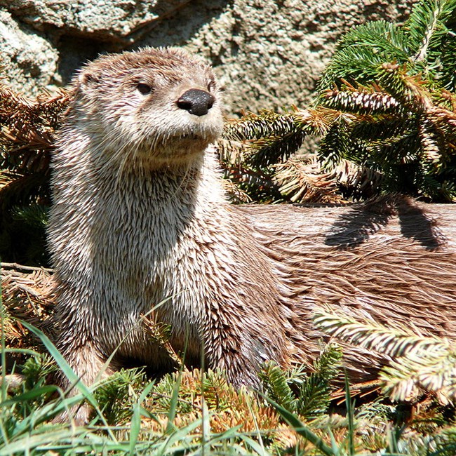 river otter