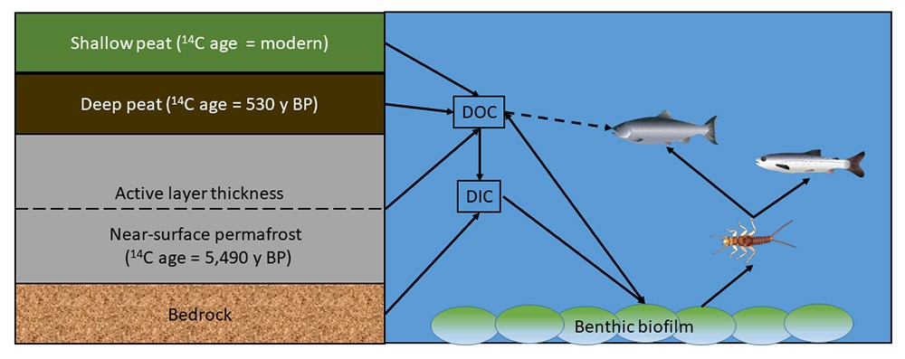 A graphic depiction of soil profile and release of carbon into a stream.