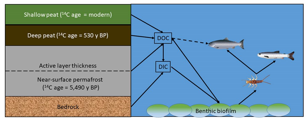 11-Figure1 A graphic depiction of soil profile and release of carbon into a stream.
