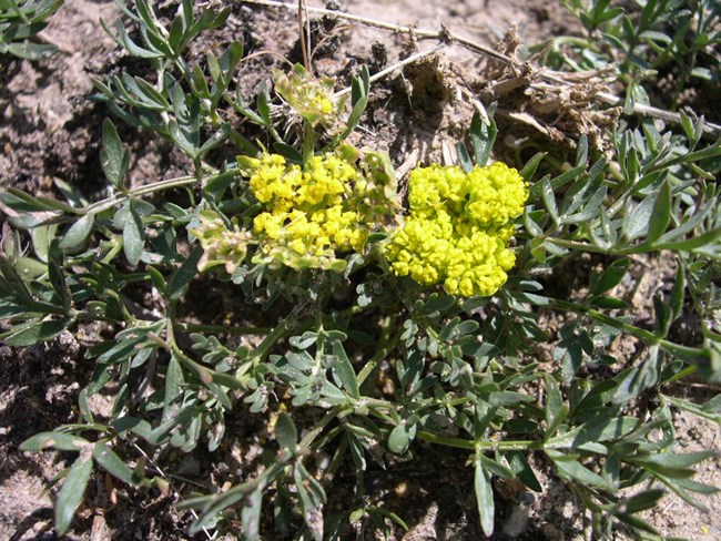 1120 plant with yellow flowers