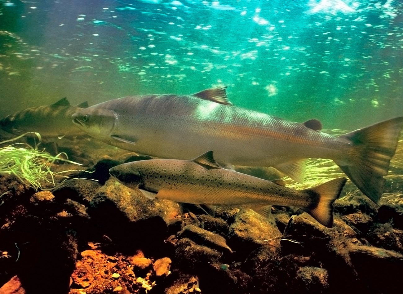 Large, silvery fish swim underwater