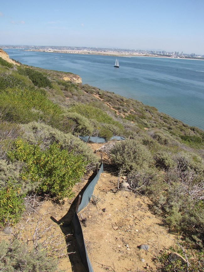 Drift fencing at Cabrillo Drift fencing in coastal sage scrub at Cabrillo with a view of San Diego in the background