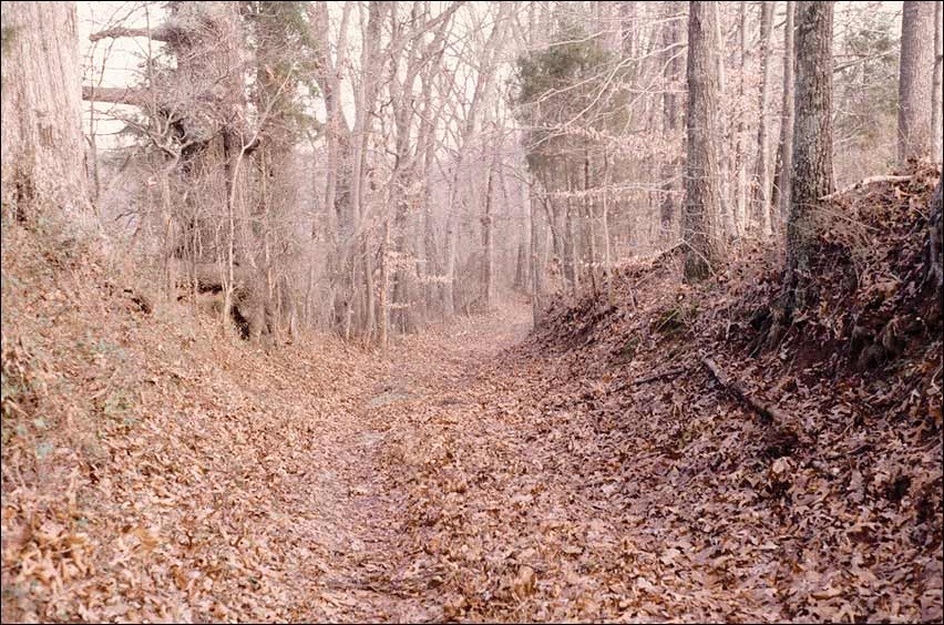Path through the woods covered with leaves.