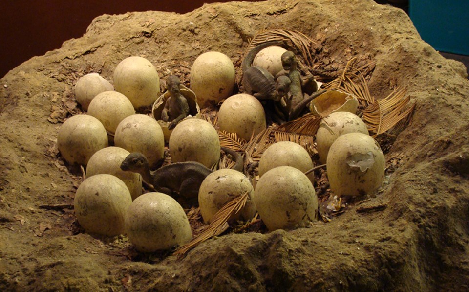 Maiasaura nest
