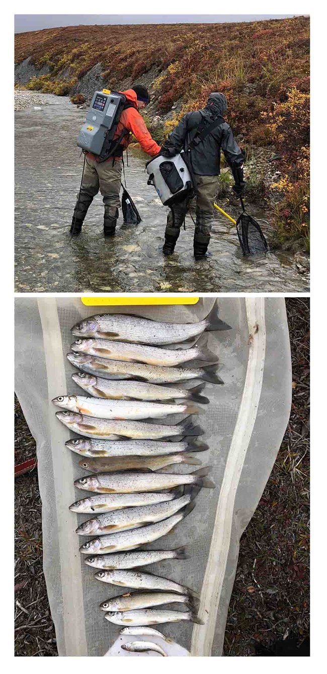 Two images stacked: top image of researchers electrofishing, and below the catch.
