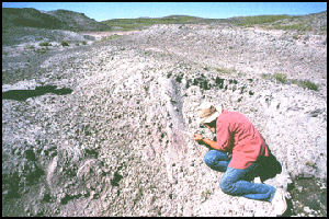 A paleontologist excavating fossil eggs