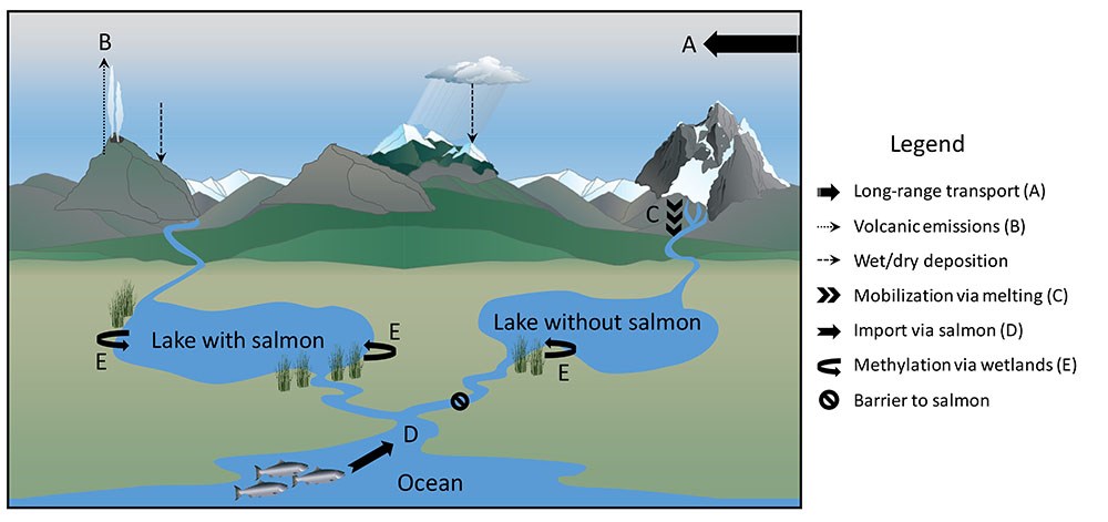 A conceptual model showing the sources and processes by which mercury moves through ecosystems.