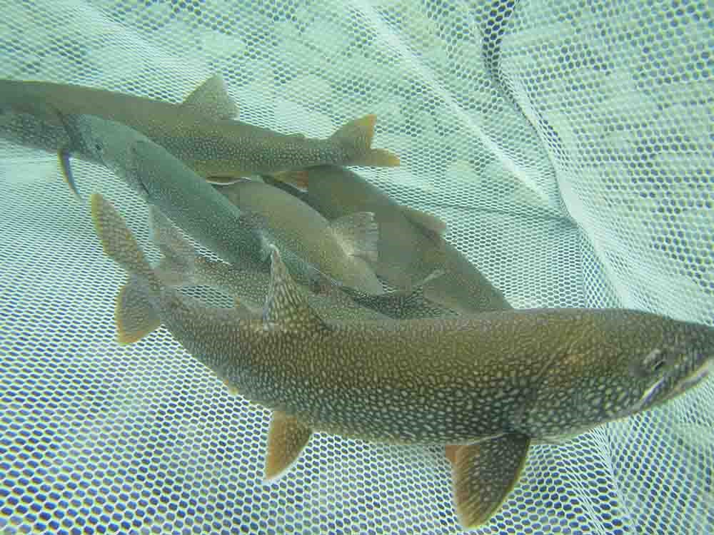 Drivers of Mercury in Top-predator Lake Fish from Southwest Alaska  Parklands (U.S. National Park Service)