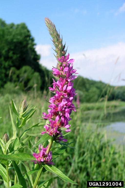 Don’t let these beautiful blooms fool you. Purple loosestrife pushes out native plants and animals from wetland and riverside habitats. Don’t let these beautiful blooms fool you. Purple loosestrife pushes out native plants and animals from wetland and riverside habitats.