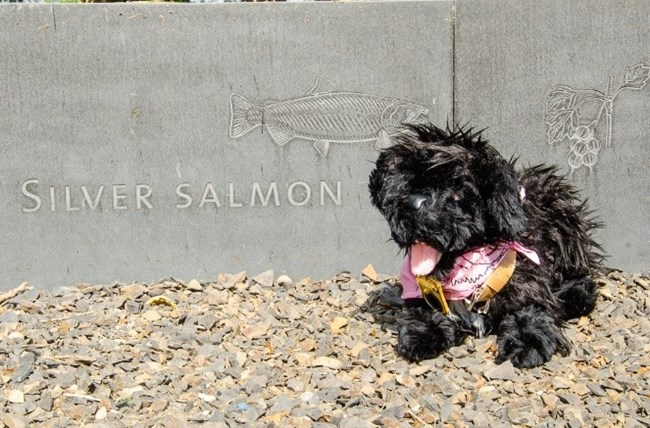 12SSP Toy dog near sign