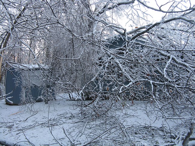 Tree branches coated in ice.