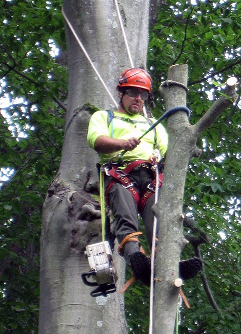 A worker is perched in a tree harness above a trunk he is dismantling.