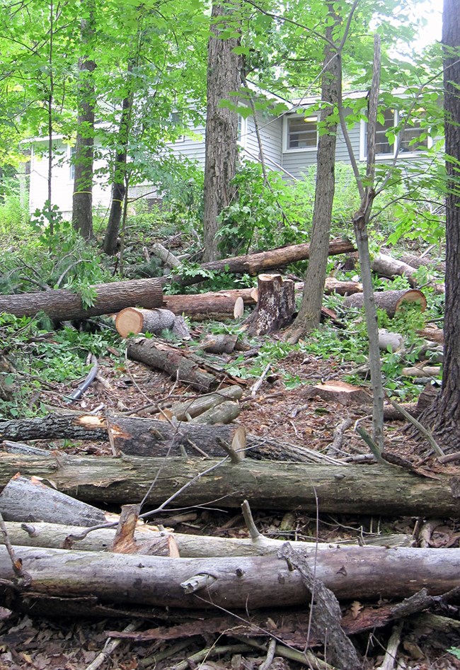 Large cut logs are scattered in a forested area.