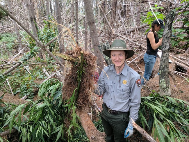 NPS technician removing poroporo NPS technician holding up a large root mass of a poroporo plant
