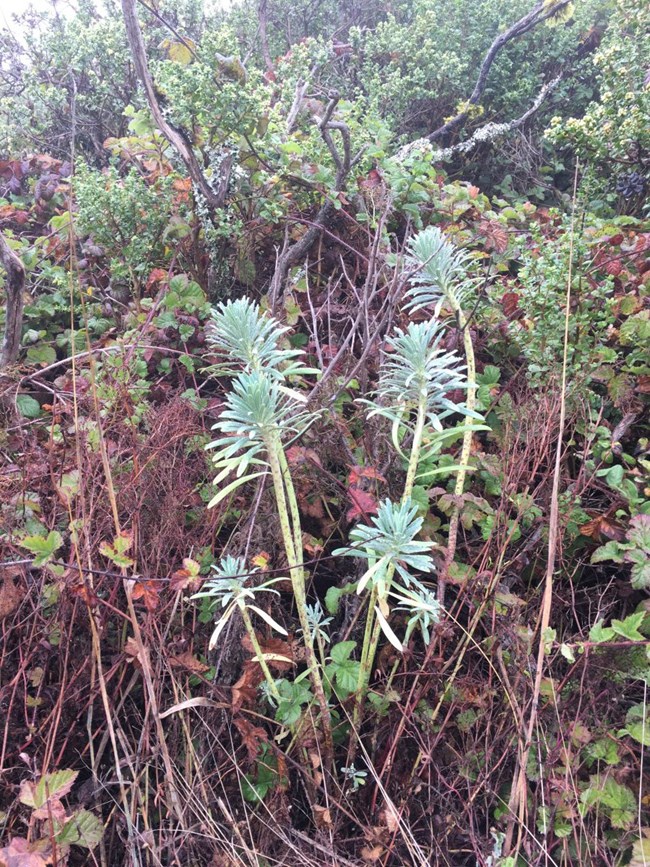 A few stalks of Albanian spurge sticking up