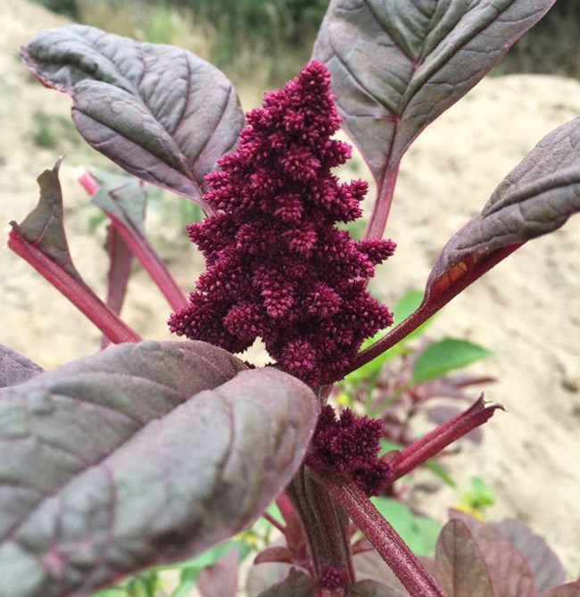 Pink flower of the red amaranth