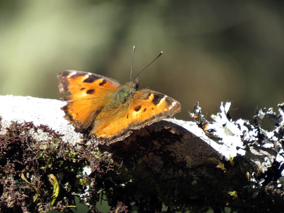 An orange and black California tortoiseshell butterfly with its wings open to the sun
