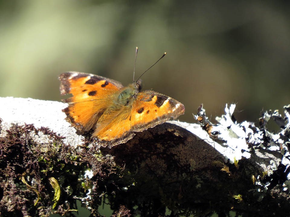 California tortoiseshell An orange and black California tortoiseshell butterfly with its wings open to the sun