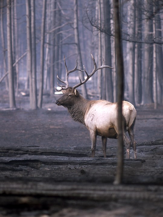 Bull elk in burned forest