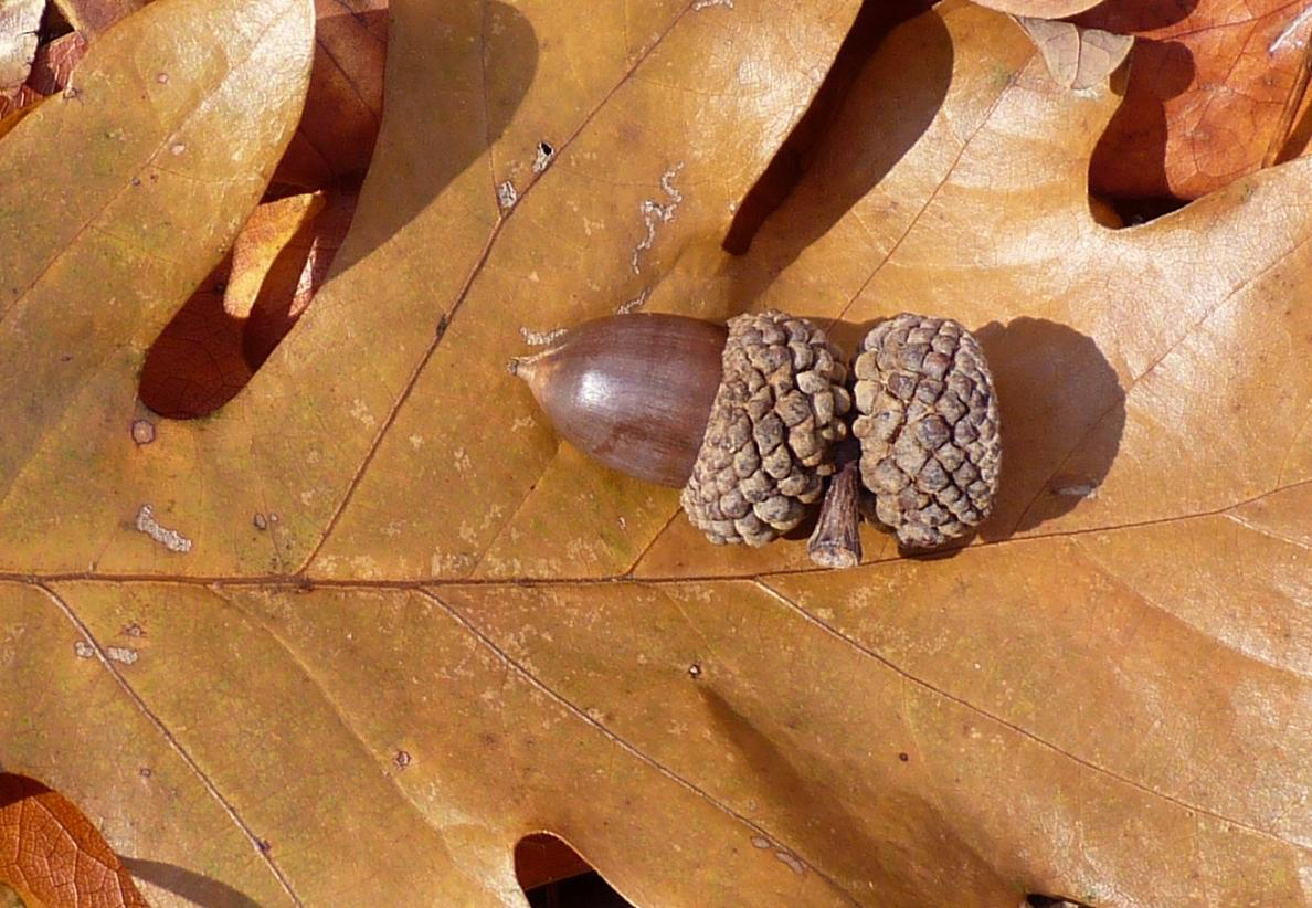Dried oak leaf with an acorn on top of it.