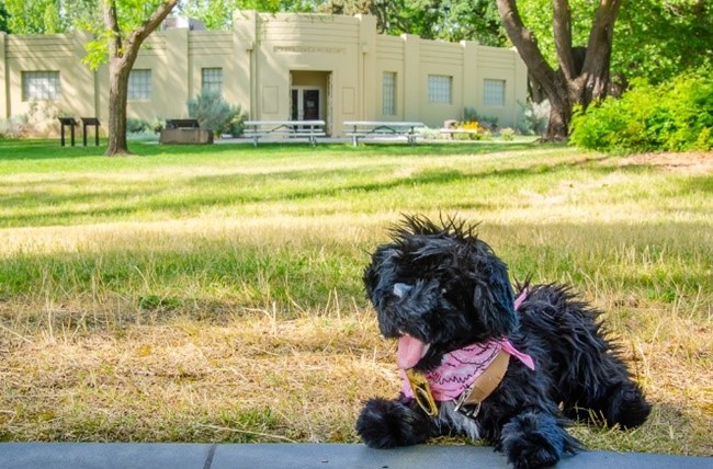 13SSP toy dog with visitor center in the background