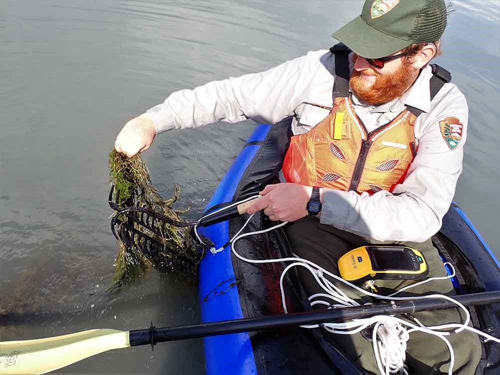 A ranger pulls water plants up to a boat with a rake.