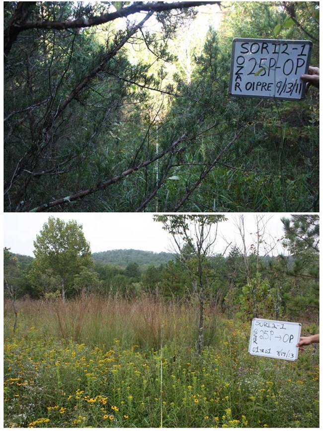 Top: Thick coniferous and deciduous forest; Bottom: Open meadow with flowers and scattered trees.