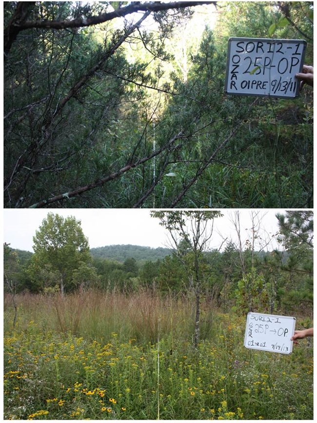 Monitoring photo point at Mill Mountain - Ozark National Scenic Riverways Top: Thick coniferous and deciduous forest; Bottom: Open meadow with flowers and scattered trees.