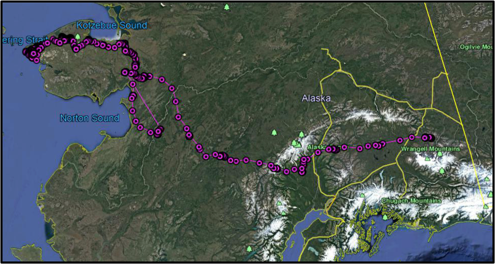 Map of Golden Eagle 1502 locations moving westward from Mentasta Mountains in Wrangell-St. Elias NPP across interior Alaska to the Seward Peninsula from 24 March to 1 June 2015.