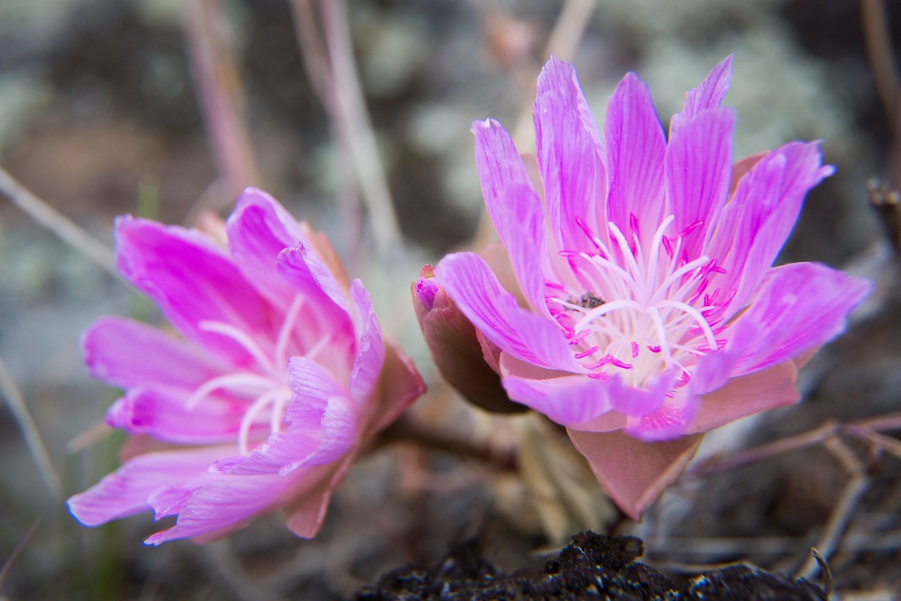 The beautiful state flower of Montana in full purple bloom.