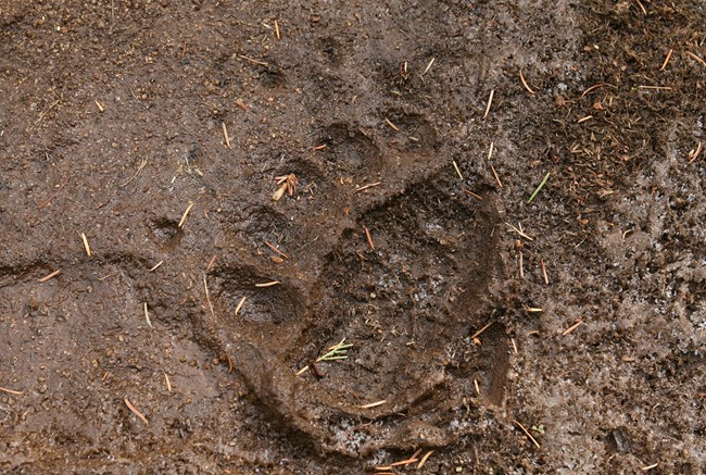 A grizzly bear track leaves an impression in the dirt at Yellowstone National Park.