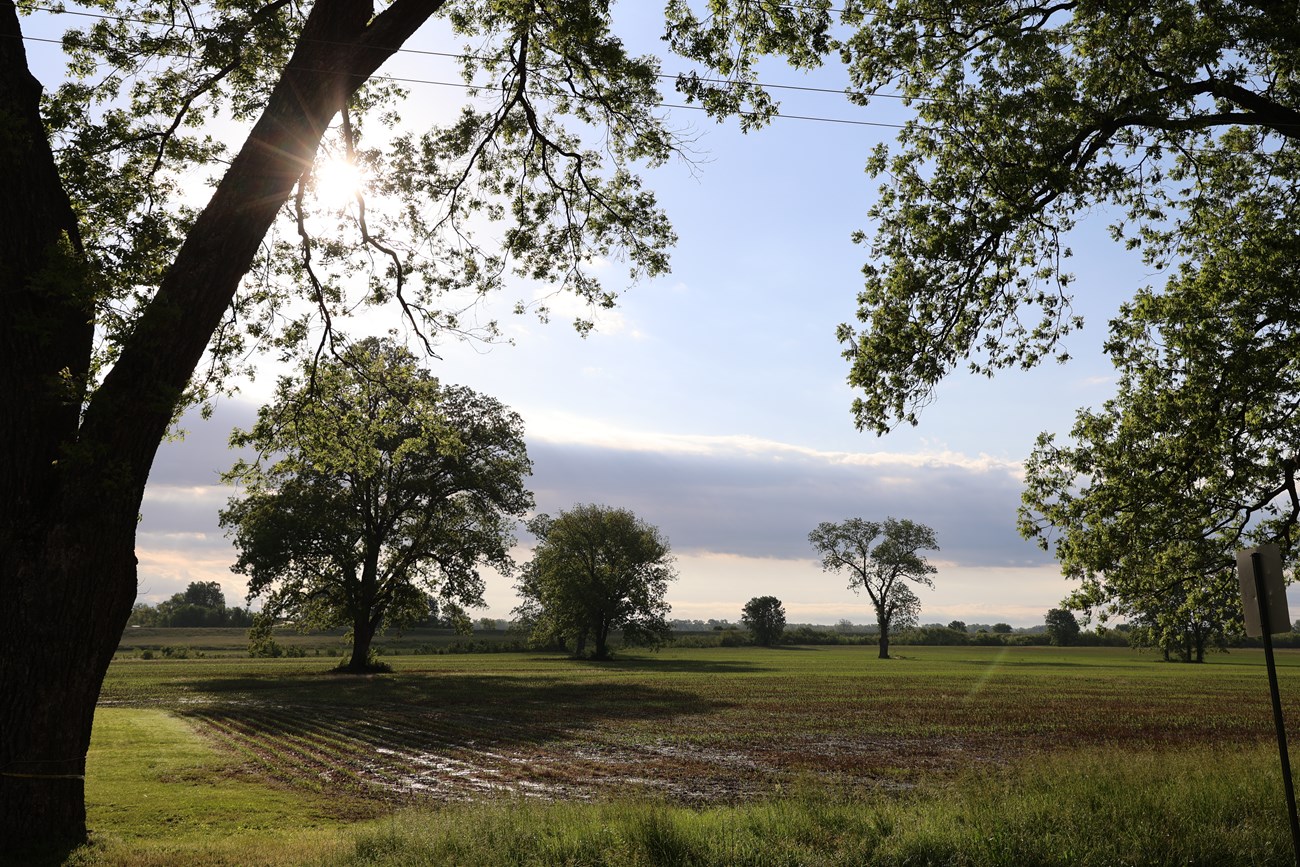 a farm field at sunrise with a few trees scattered around. Puddles shine in the sun suggesting recent rains