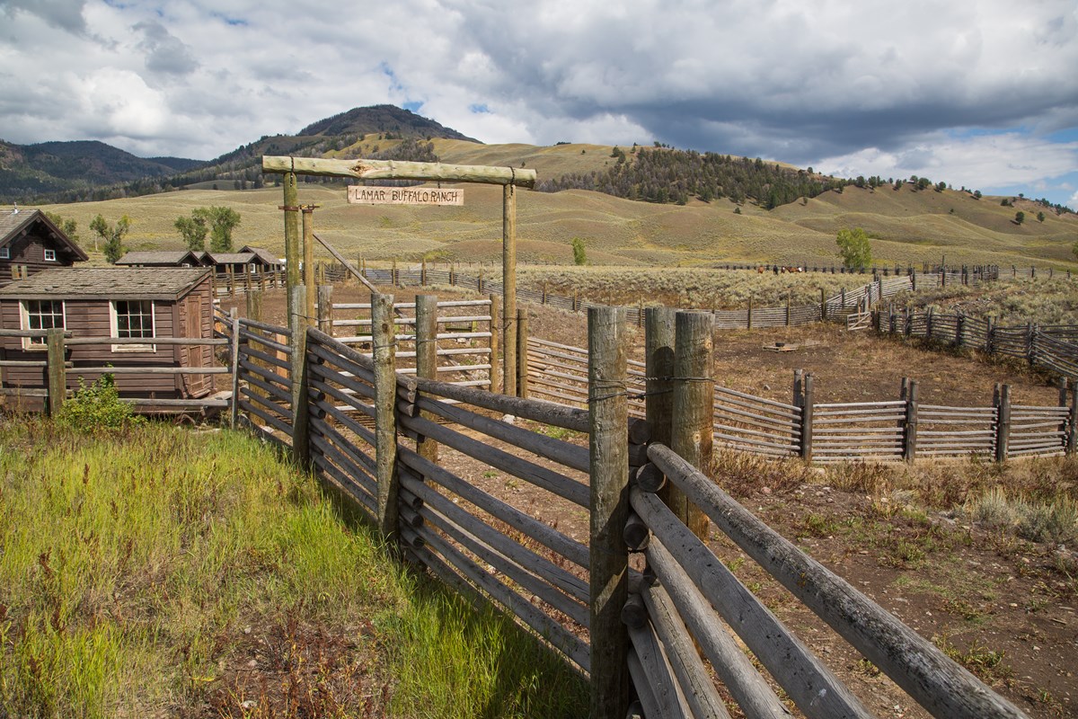 Buffalo Ranch Summer Day Buffalo Ranch Summer Day