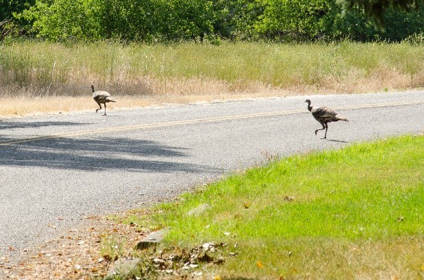 15SSP wild turkey on a road