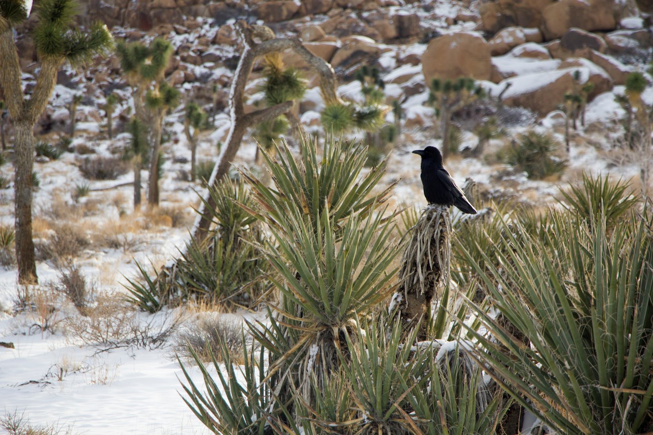 Dark jet black bird sits atop a very spikey yucca plant. Fresh snow has fallen on the desert ground. Photo: NPS / Brad Sutton