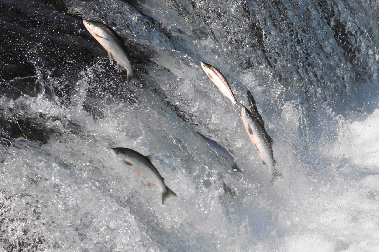 Fish jumping up a waterfall.