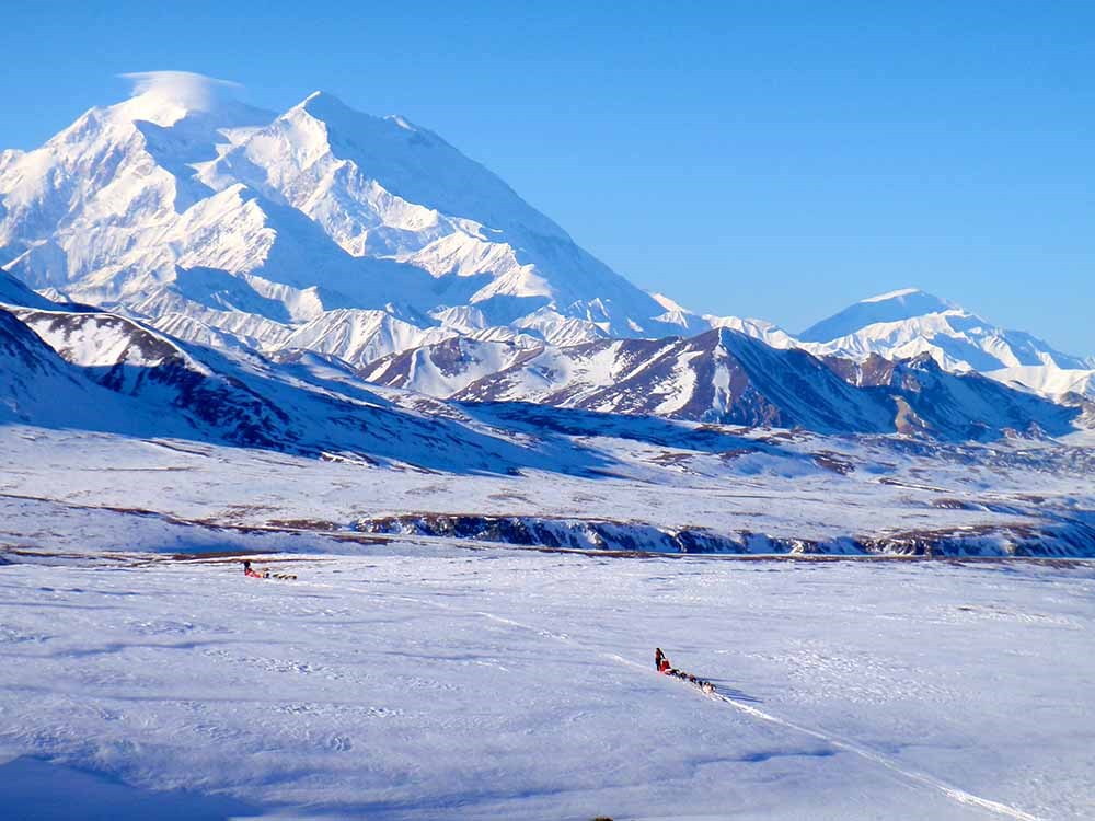 Dogsled in front of Denali peak.