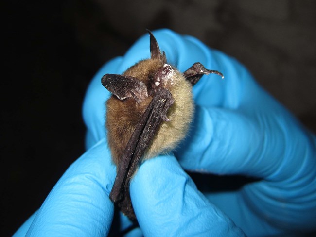 A northern long-eared bat showing symptoms of white-nose syndrome. A northern long-eared bat showing symptoms of white-nose syndrome.