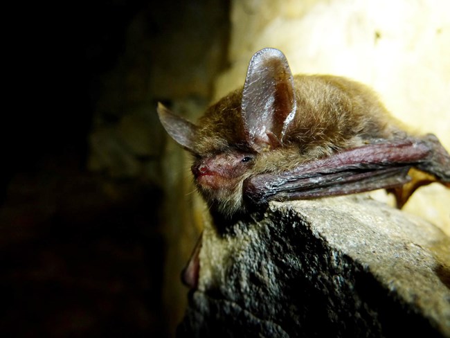 A close-up of a northern long-eared bats face.