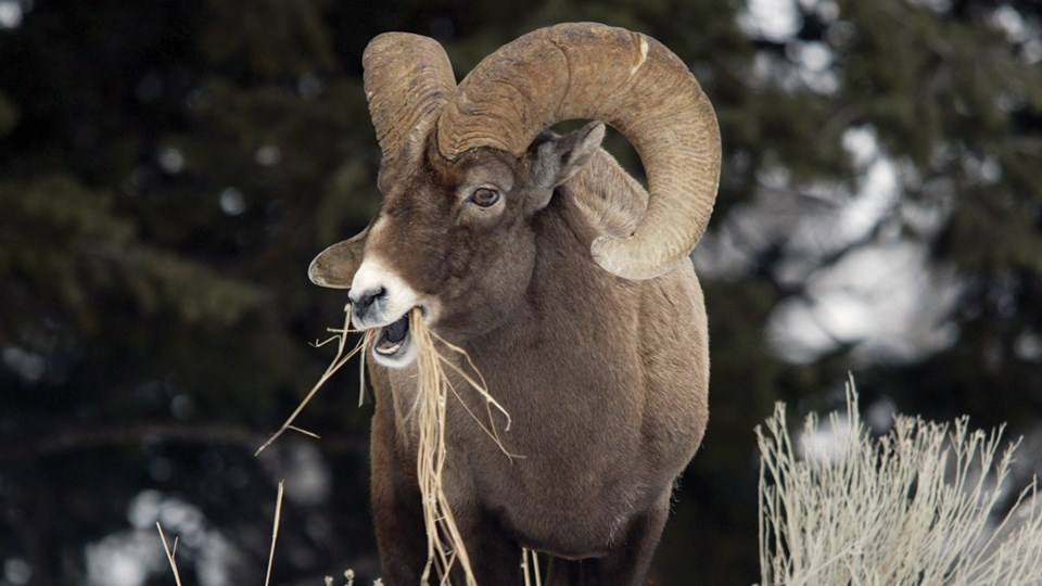 Close-up of a bighorn sheep ram with curled horns