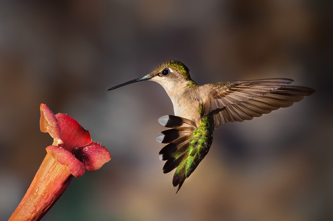 a hummingbird with green, iridescent feathers hovers in front of a red flower
